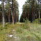 Forest near Himmeta