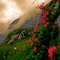 Alpine Roses