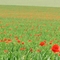 Auf den Spuren der Impressionisten- für Marita