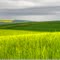 Grüne Landschaft Pfalz