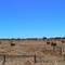 Hay Field