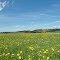 Löwenzahn Wiese (Maiblumen) vor Kapelle