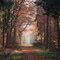 Waldweg im Herbst