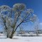 Winterschlaf