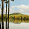 Stadtsee und Kalb