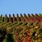 In den Weinbergen Sommerachs