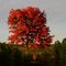 Herbstbaum in den Weinbergen