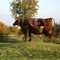 Weselberger Steel Dairy Cow Statue