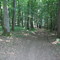 Fichtenbusch