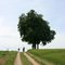 Kastanienbaum