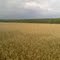 Gerstenfeld zwischen Hambach und Pfändhausen