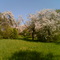 Apfelbaum Blüte Mai 2006