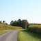 Cornfields, Litchfield