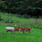Wild Tiere