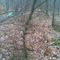 corc screw in nature