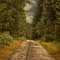 Road to the lake.
