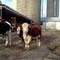 Cows