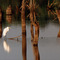 Lake Leon egret