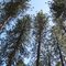Trees in the campgound at Lake Francis