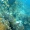 Underwater in the Keys