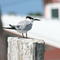 Sandwich Tern (Thalasseus sandvicensis)