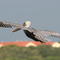 Brown Pelican (Pelecanus occidentalis)