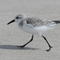 Sanderling