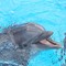 Dolphin at Gulfarium