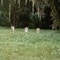 Old Grave Yard in Jasper fla