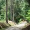 Country Lane in the Jasper woods of Hamilton Co., Fl