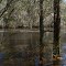 The rising and rushing Alapaha River