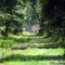 Trail/Road Through Pine Trees