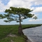 Lonely Cypress Tree next to river