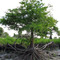 Cypress Tree With Roots