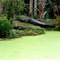 Florida's alligators