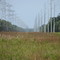 Tosohatchee Power Lines