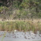 Ducks in man-made duck ponds