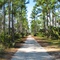 Tall Pine Trees along Fish Hole Road