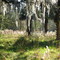 Spanish Moss Near Taylor Creek