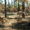 Tiger Branch Primitive Campsite