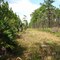 Road Along Edge Of Tosohatchee Property