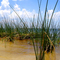 Lake Okeechobee Florida / Olympus C5000 Panorama