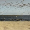 Seagulls