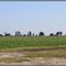 Sugarcane Field, March 2011