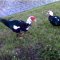 jurassic ducks
