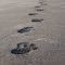 Turtle beach footprints