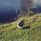 Alligator at Lake Okeechobee Jan. 2000