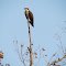 Hawk in a tree #1