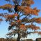 Lone Cypress