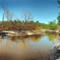 Ocklocknee River - Late Fall